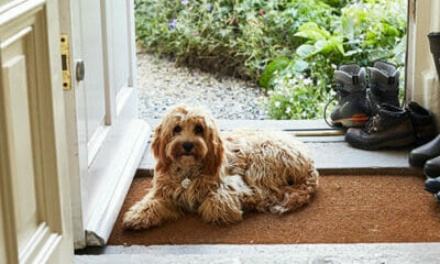 Dog friendly holiday cottages Lake District