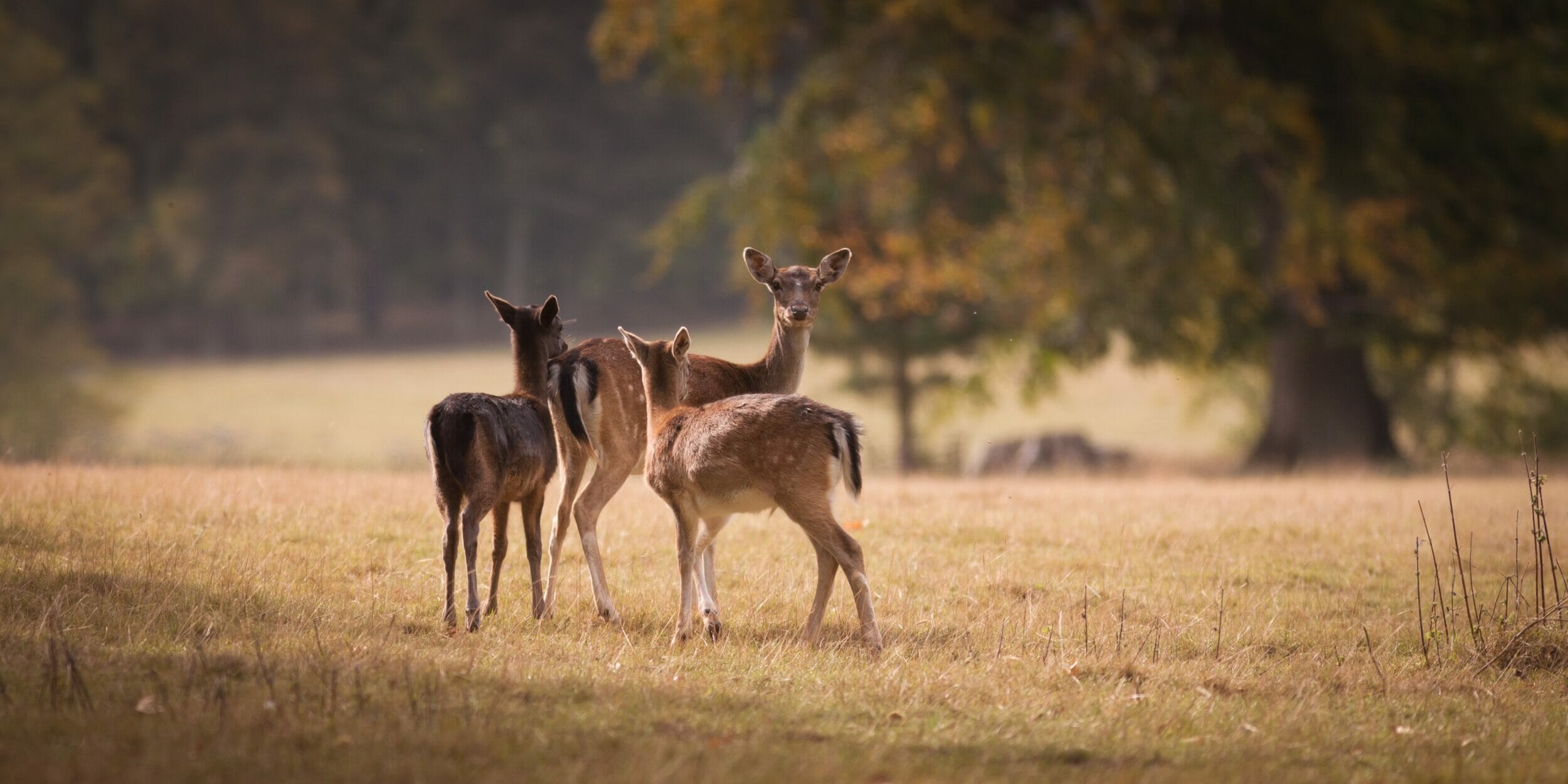 Our Latest Luxury Norfolk Holiday Cottages & Homes