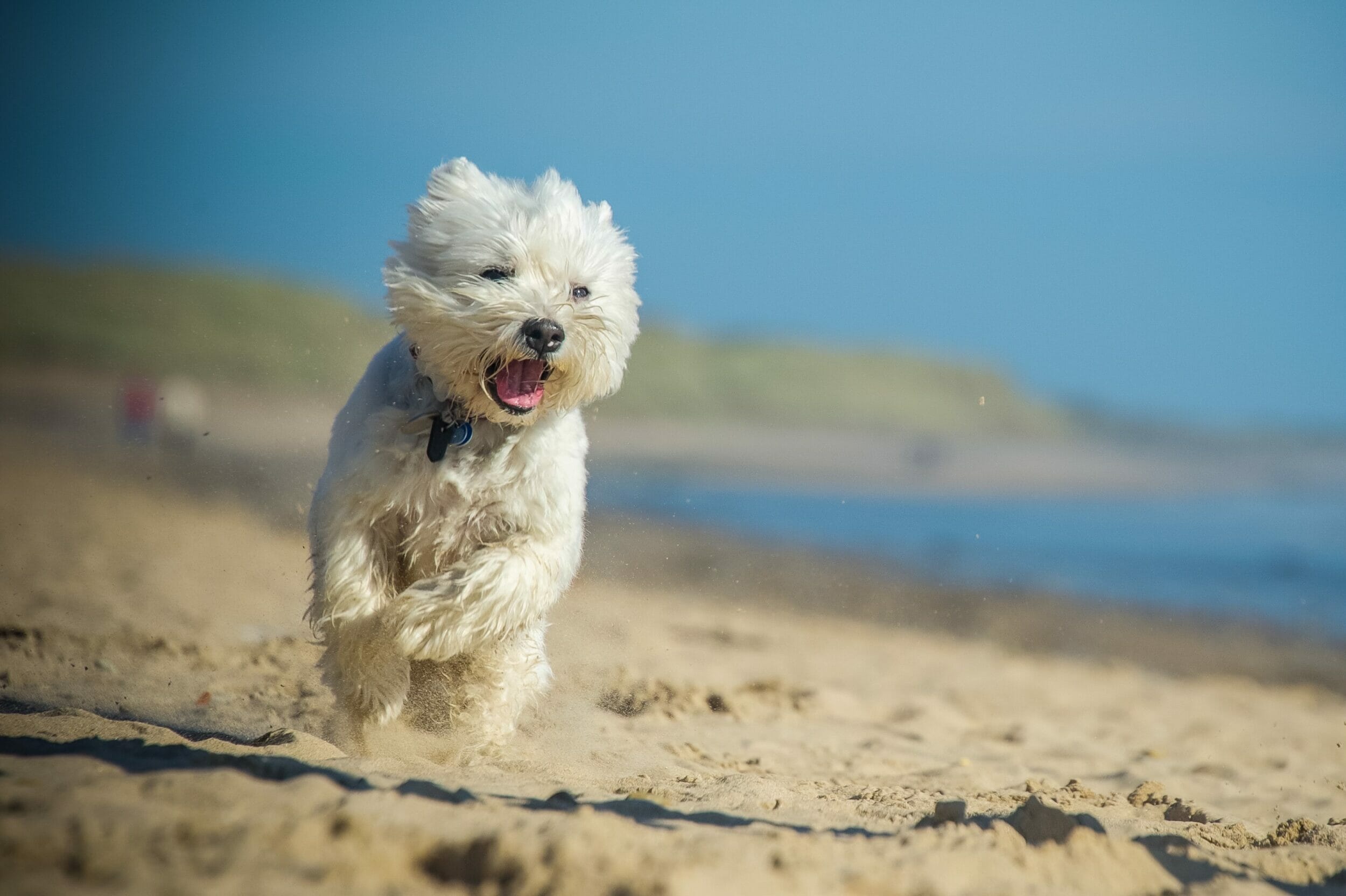 Dog Friendly Holiday Cottages in the UK: Embracing Getaways with Your Furry Companion