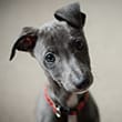 Dog Friendly Holiday Cottages Lake District